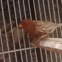 فنچ فول اورنج