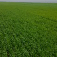 اجاره زمین دیم