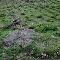 باغ-چای-فروش-فوری