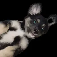 توله سگ دوماهه