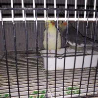 عروس هلندی تازه دونخور