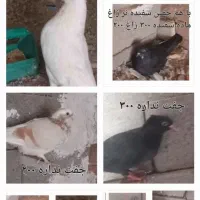 فروش چند تا کبوتر خوب و بپر|پرنده|زرند, |دیوار