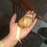 حلزون تخم گزار ۲۵سانتی