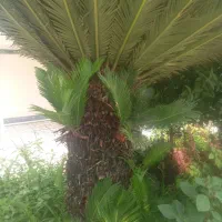 دو عدد سیکاس 30 ساله
