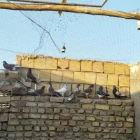 کفتر سرخ پرشی