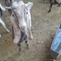 کهره چپش بزری