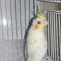 جوجه عروس هلندی لوتینیو