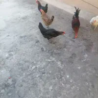 مرغ و خروس عربی