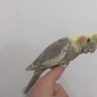 عروس هلندی دوماهه اماده یادگیری وتعلیم|پرنده|دماوند, گیلاوند|دیوار