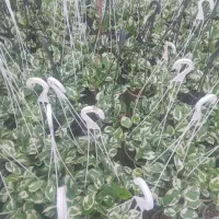 پتوس ارتشی سطل سه تعداد۲۰۰گلدون