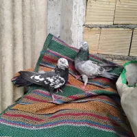 کبوتر اصفهانی