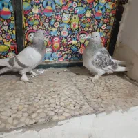 پنج عدد کبوتر گوگ اصل|پرنده|باشت, |دیوار