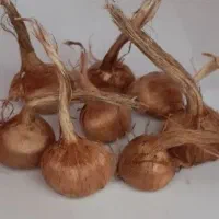 پیاز زعفران