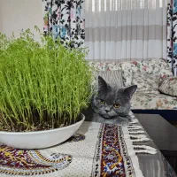 گربه بریتیش اصیل|گربه|ساری, |دیوار