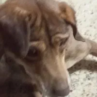 واگذاری سگ نژادمیکس بیت بول پسر|سگ|مشهد, شهید مطهری|دیوار