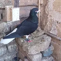 اسباب بازی نر امری شیرازی واکسی جلو بسته