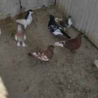 کبوتر|پرنده|شیراز, شیخ علی چوپان|دیوار