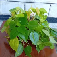 گل‌های زینتی