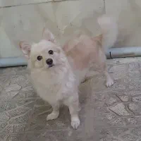 سگ پامراشپیتز|سگ|کرج, فاز ۳ مهرشهر|دیوار