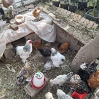 مرغ و خروس برهما بالغ|حیوانات مزرعه|پاکدشت, پاکدشت (مامازند)|دیوار