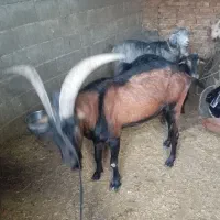 نر بز آلپاین