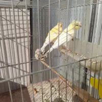 قناری نروماده|پرنده|کنگاور, |دیوار