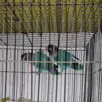 پرنده فروش فوری