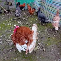 فروش‌بقلمون|حیوانات مزرعه|سیاهکل, |دیوار