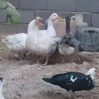 غاز و قوغاز|حیوانات مزرعه|پیشوا, |دیوار