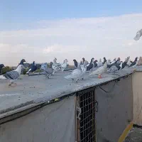 تعداد ۵۰ تا هوایی