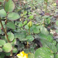 فروش رز و نهال تهران پاکدشت|گل و گیاه طبیعی|پاکدشت, پاکدشت (مامازند)|دیوار