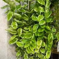 گل پدیلانتوس و زاموفیلیا|گل و گیاه طبیعی|صدرا-فارس, فاز ۲|دیوار