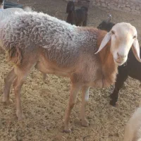 فروش قوچ چینی|حیوانات مزرعه|خفر, |دیوار