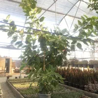 گل فیکوس ارتیسما|گل و گیاه طبیعی|صفادشت, |دیوار