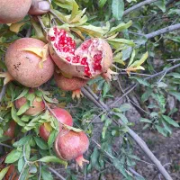 انارابدار وملس|خوردنی و آشامیدنی|جوانرود, |دیوار