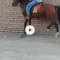 اسب خوبی است|اسب و تجهیزات اسب‌سواری|رفسنجان, |دیوار