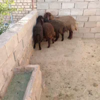 بره نر همو