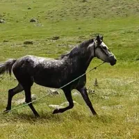 فروش مادیان ۵ ساله ضمانتی
