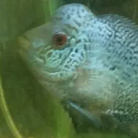 فلاور تایسیلک