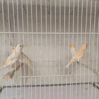 قناری ماده موزائیکی