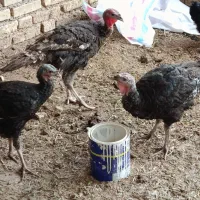 بوقلمون ۷ماهه نر و ماده