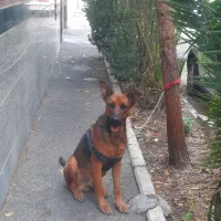 میکس دوبرمن و ژرمن|سگ|تهران, پیکان شهر|دیوار