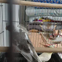 به دلیل جان نداشتن