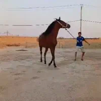 اسب عرب خالص ایرانی خوزستان|اسب و تجهیزات اسب‌سواری|تهران, آهنگ|دیوار