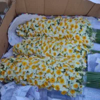 نرگس|گل و گیاه طبیعی|قائمشهر, |دیوار