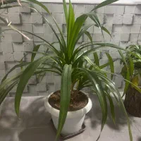 گل پاندانوس