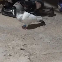 باسلام ۳عدد کفتر برای فروش باهم هستن|پرنده|شوشتر, |دیوار