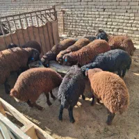 بره ماده هترو و همو