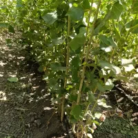 نهال های نیگرای ترکیه نهالی پرسود صنوبر ترکیه اصل|خدمات باغبانی و درختکاری|قزوین, |دیوار