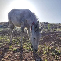 خر یا الاغ نر|حیوانات مزرعه|تهران, حسن‌آباد|دیوار